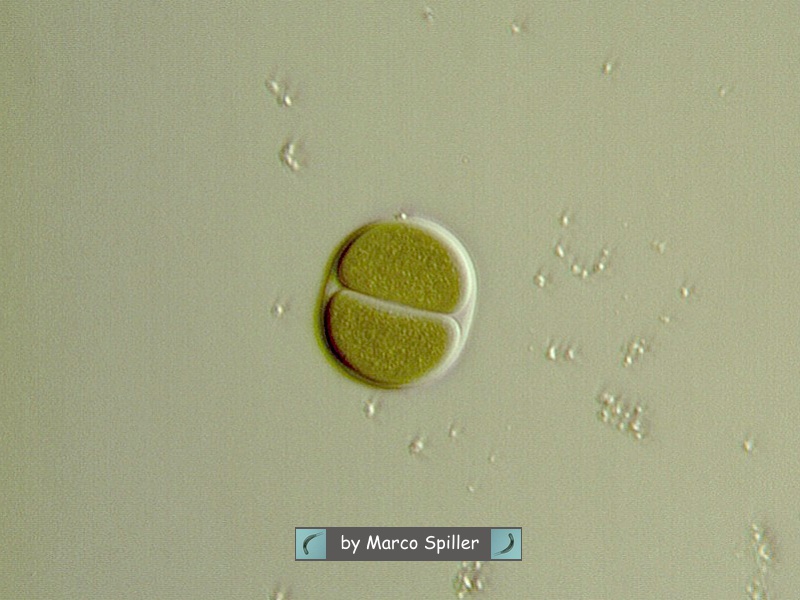 Chlorococcus turgidus